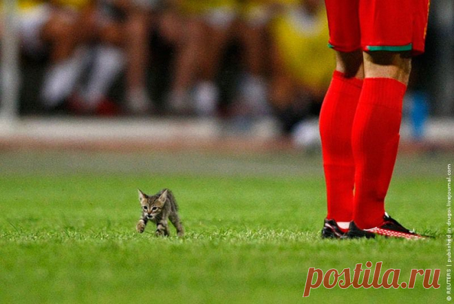 котенок и футбол