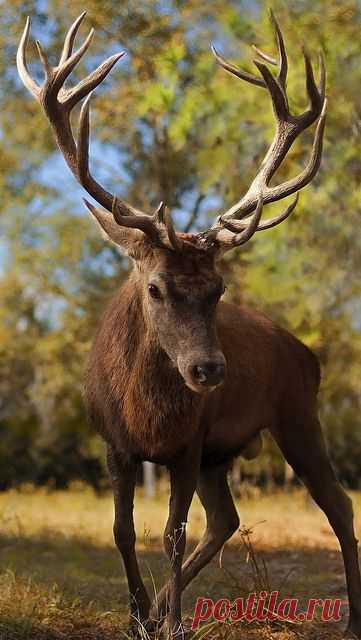 deer