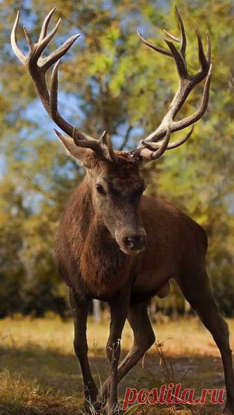 deer