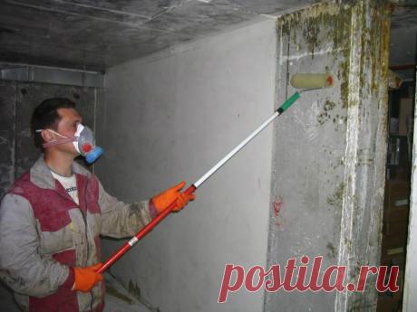 Как избавиться от плесени в доме - Экологическое землетворчество | Экологическое землетворчество