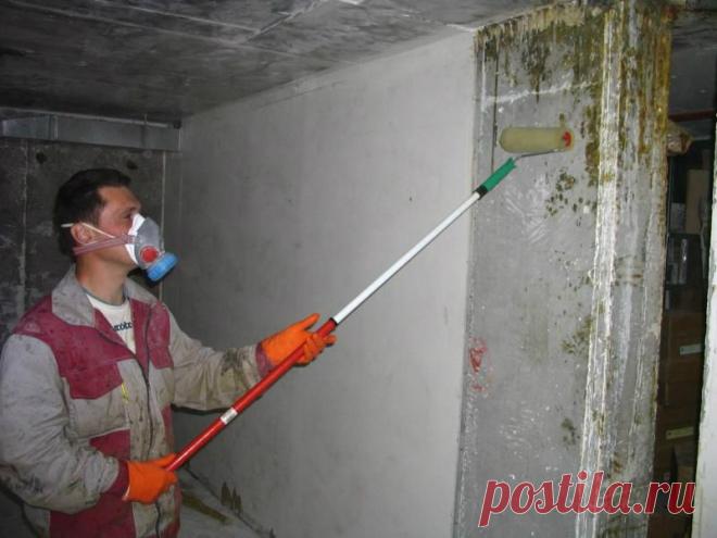 Как избавиться от плесени в доме - Экологическое землетворчество | Экологическое землетворчество