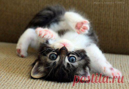 Очаровательные детёныши, которые согреют ваше сердце в этот осенний день