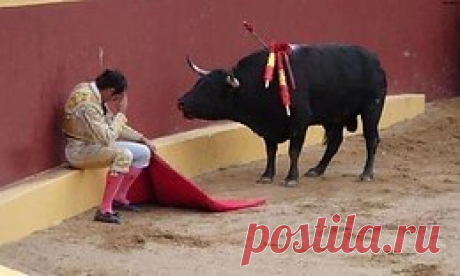 Это невероятное фото знаменует собой конец карьеры матадора Альваро Мунеро. Он упал в раскаянии в середине боя, когда он понял, что зверь не хочет с ним бороться. В будущем этот матадор стал заядлым п...