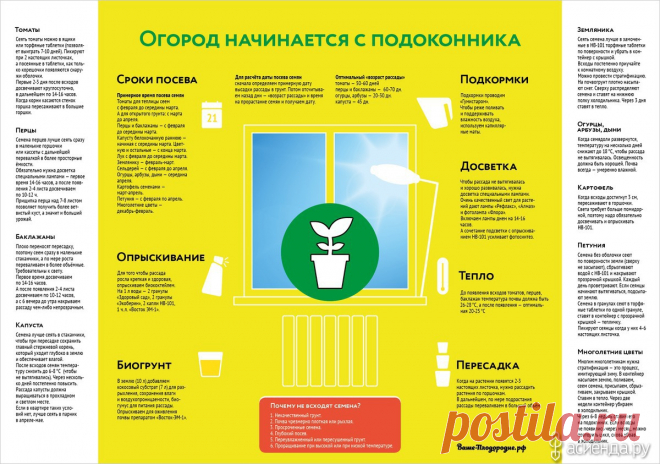 Огород начинается с подоконника: Группа Наши грядки