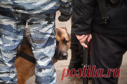 Служебная собака помогла сотрудникам колонии найти наркотики в посылке с джемом. В Саратовской области 63-летняя пенсионерка пыталась передать заключенным колонии (ИК-10) джем с наркотиками. Женщина передала в колонии 10 упаковок с фруктовым джемом. Однако служебная овчарка по кличке Анчар почувствовала запрещенные вещества. Тогда сотрудники досмотрели передачу и обнаружили 61 сверток с наркотиком.
