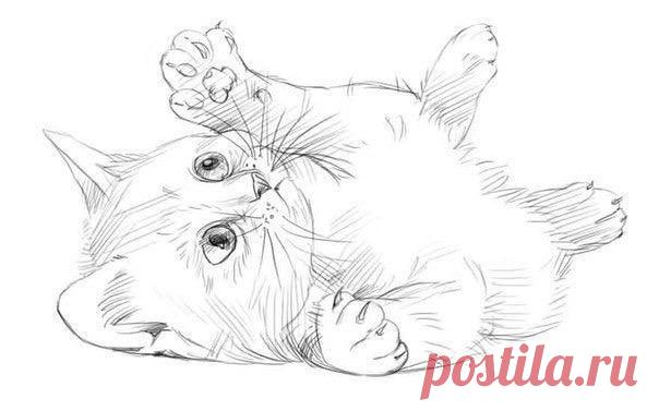 Рисуем котенка. / Женское счастье!