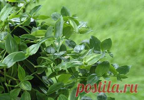 Традесканция (Tradescantia)