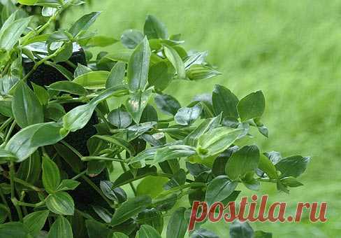 Традесканция (Tradescantia)