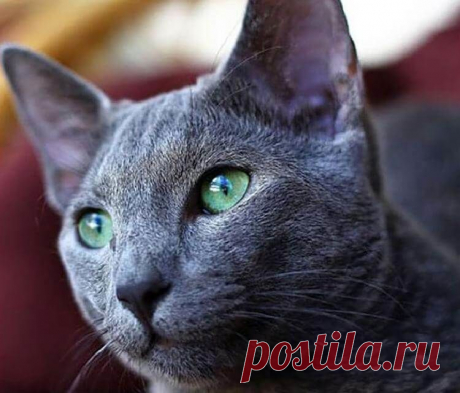 русская голубая кошка