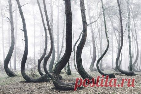 Фотографии мистического Кривого леса в Польше. Более 400 сосен в этом лесу по неведомой причине искривлены параллельно земле, в сторону севера.