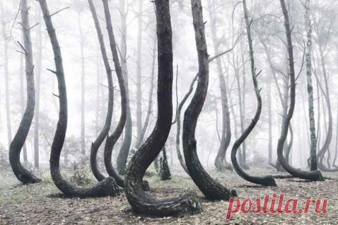 Фотографии мистического Кривого леса в Польше. Более 400 сосен в этом лесу по неведомой причине искривлены параллельно земле, в сторону севера.