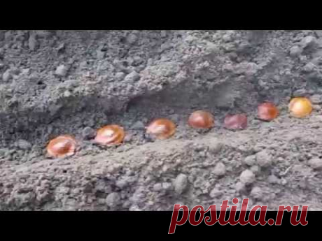 Как я сею косточки абрикоса осенью