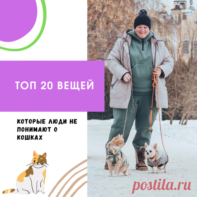 Почему мой кот делает это? Топ 20 вопросов и ответов! | Дневник кошатницы | Дзен