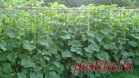 6 БЕСЦЕННЫХ СОВЕТОВ, ЧТОБЫ ЛИСТЬЯ ОГУРЦОВ НЕ ЖЕЛТЕЛИ

1. После появления всходов в фазе развития 3 – 4 листочков огурцы нужно обработать следующим составом:

В ведро воды добавить 30 капель йода, 20г хозяйственного мыла и 1 л молока. Опрыскивание таким составом можно проводить через каждые 10 дней.

2. С вечера замочить булку хлеба в ведре воды, утром размять хлеб, добавить маленький пузырек йода, развести 1л жидкости в ведре воды и побрызгать огурцы. Оставшуюся жидкость м...