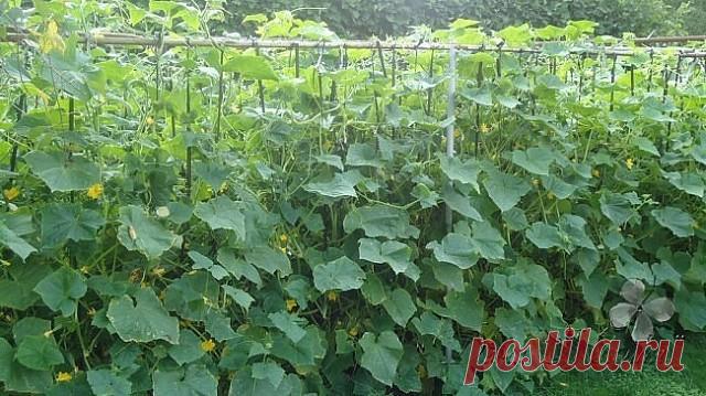 6 БЕСЦЕННЫХ СОВЕТОВ, ЧТОБЫ ЛИСТЬЯ ОГУРЦОВ НЕ ЖЕЛТЕЛИ

1. После появления всходов в фазе развития 3 – 4 листочков огурцы нужно обработать следующим составом:

В ведро воды добавить 30 капель йода, 20г хозяйственного мыла и 1 л молока. Опрыскивание таким составом можно проводить через каждые 10 дней.

2. С вечера замочить булку хлеба в ведре воды, утром размять хлеб, добавить маленький пузырек йода, развести 1л жидкости в ведре воды и побрызгать огурцы. Оставшуюся жидкость м...