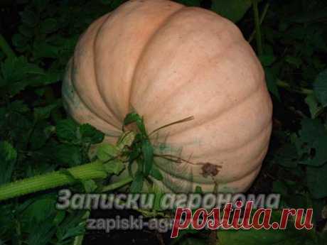 Особенности выращивания тыкв &amp;bull; zapiski-agronoma.ru