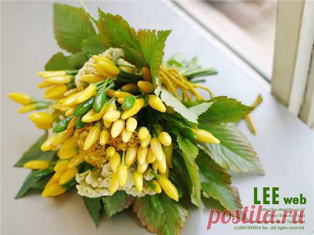 целозия фото цветов: 3 тыс изображений найдено в Яндекс.Картинках