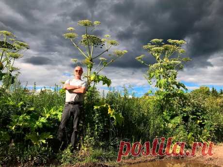 Борщевик теперь можно в легкую победить! 

Ученые нашли гениальное решение в борьбе с жутким растением, которое поражает людей и животных, неумолимо захватывает обочины и пустыри. И всего-то нужно засадить в местах разрастания борщевика Сосн…
