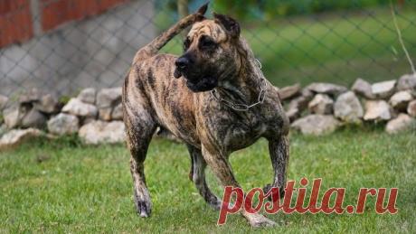 Дог (31 фото)