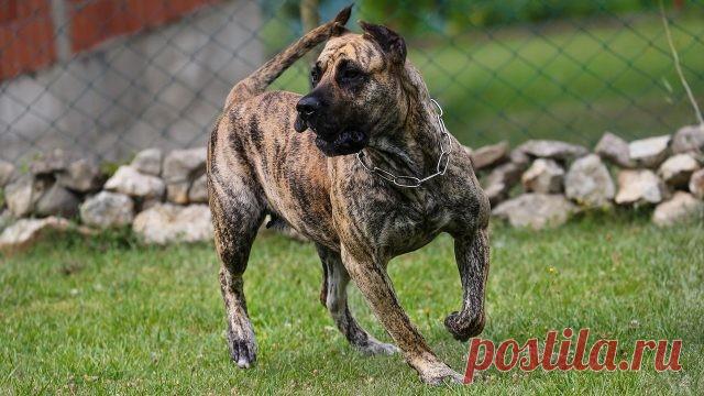 Дог (31 фото)