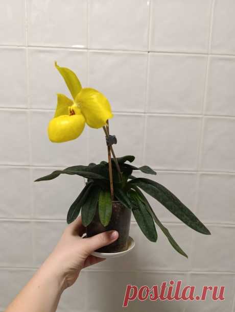 👠Paphiopedilum Wossner China Moon (armeniacum x hangianum)