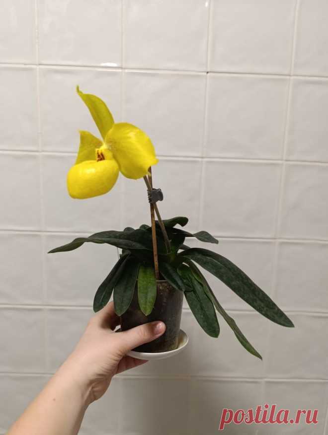 👠Paphiopedilum Wossner China Moon (armeniacum x hangianum)