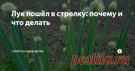 Лук пошёл в стрелку: почему и что делать На Вашем огороде растёт лук? Эта публикация для Вас! Узнайте, почему это произошло и как быть
