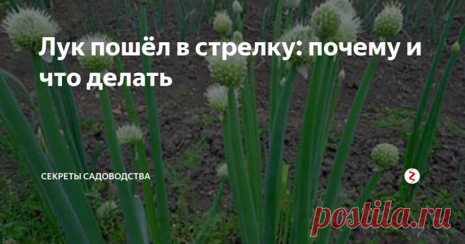 Лук пошёл в стрелку: почему и что делать На Вашем огороде растёт лук? Эта публикация для Вас! Узнайте, почему это произошло и как быть