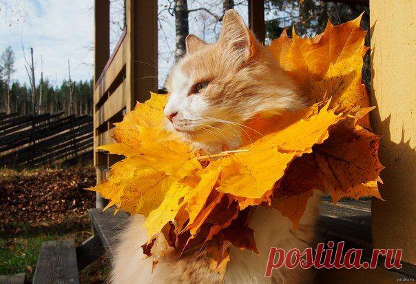 Der König des Herbstes 🍁 / Изучение немецкого языка