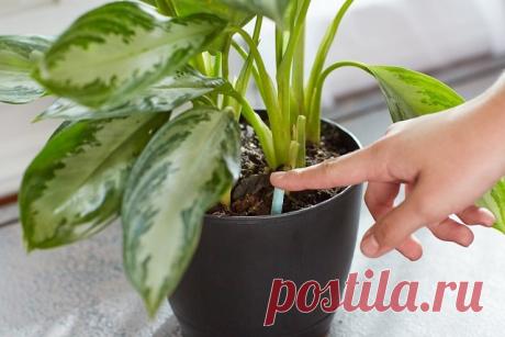 12 супер-эффективных способов удобрить домашние растения.

 .