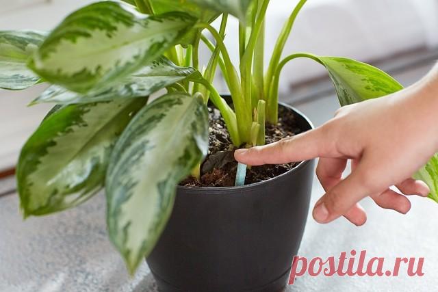 12 супер-эффективных способов удобрить домашние растения.

 .