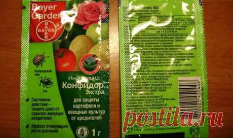 (99+) Как эффективно бороться со щитовкой на комнатных растениях - Цветочки - 9 февраля - 43396930933 - Медиаплатформа МирТесен