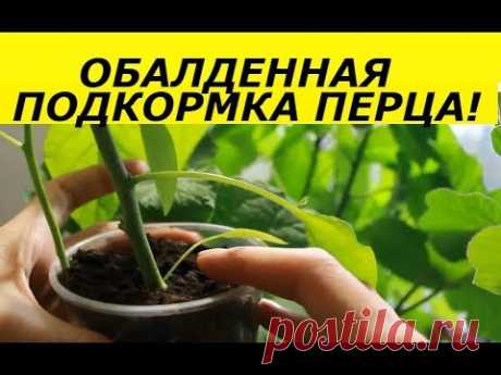 ОБАЛДЕННАЯ РАССАДА ПЕРЦА  ПОСЛЕ ТАКОЙ ПОДКОРМКИ / ПЕРЕЦ ОТ СЕМЯН ДО УРОЖАЯ
