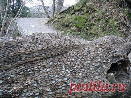 Монетные деревья - Садоводка