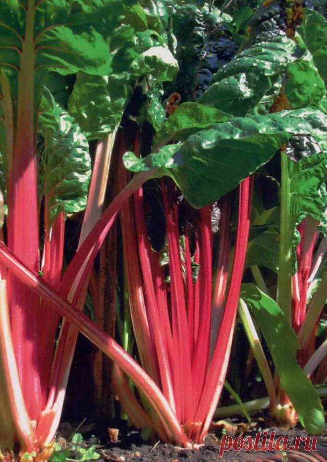 Выращивание вкусного мангольда | Дача - впрок