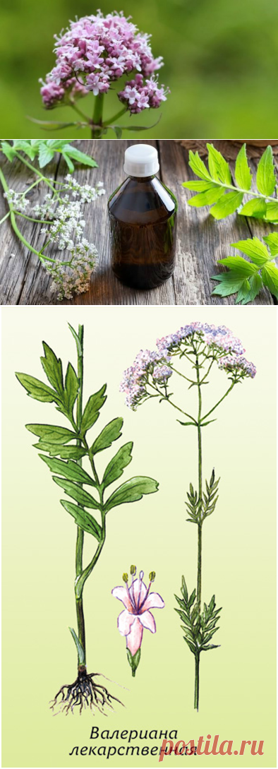 Трава валериана: лечебные свойства и противопоказания растения