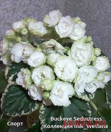 Buckeye Seductress