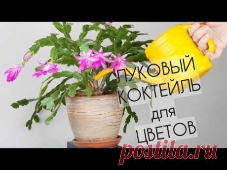 Как сделать лечебный луковый коктейль для цветов. - YouTube