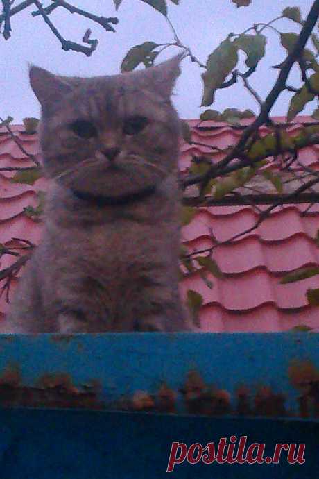 кошка, живущая на крыше