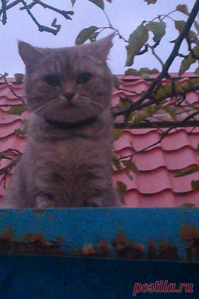 кошка, живущая на крыше