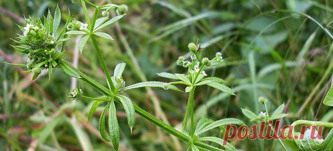 Подмаренник цепкий