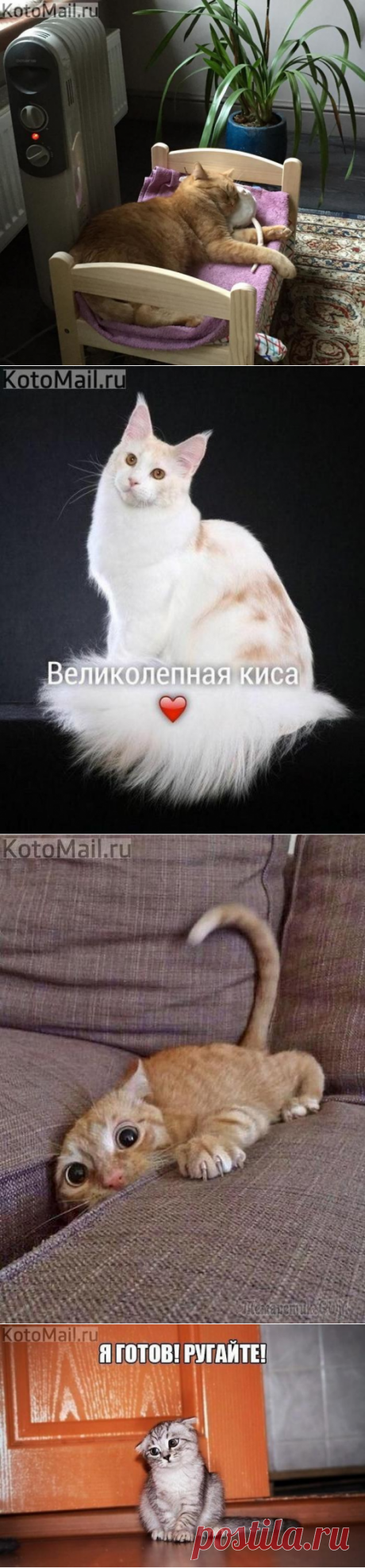 Осенний кот | KotoMail.ru