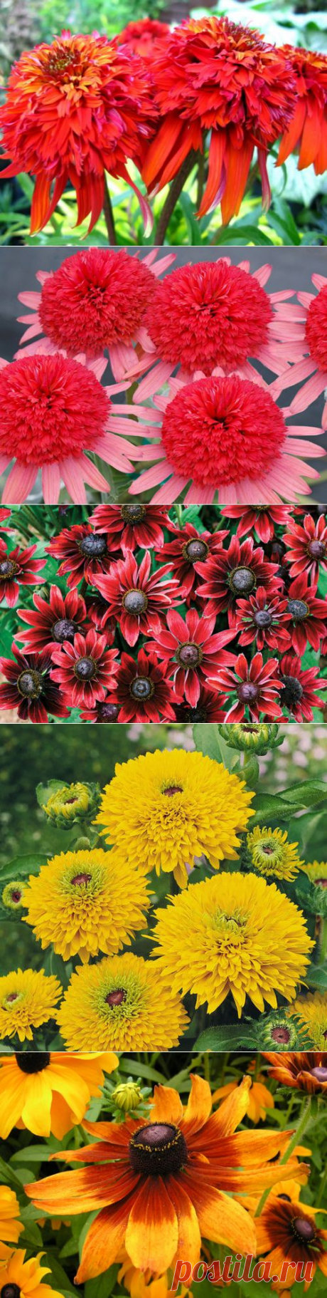 Знаменитые «американки» - эхинацея и рудбекия пришли в наши сады | РОЗЫ