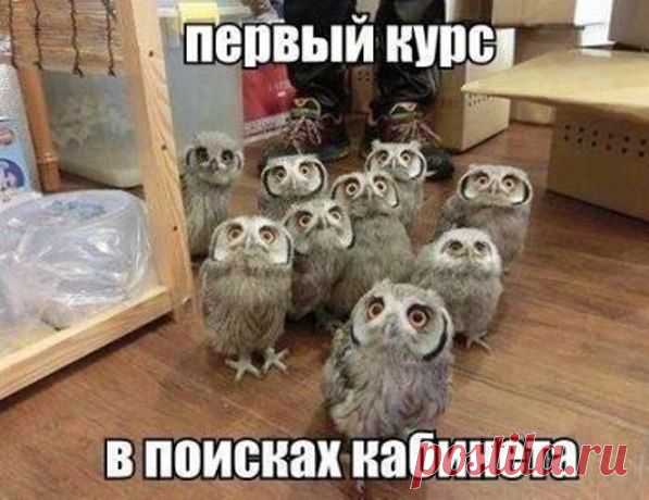 Анюта