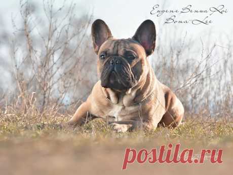 Французский бульдог - Французский бульдог щенки вязки Одесса