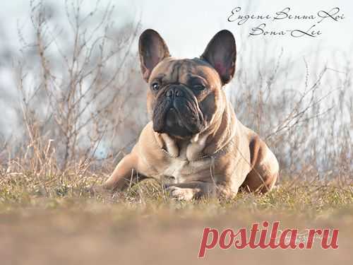 Французский бульдог - Французский бульдог щенки вязки Одесса