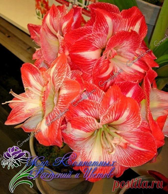 Новости.Гиппеаструм