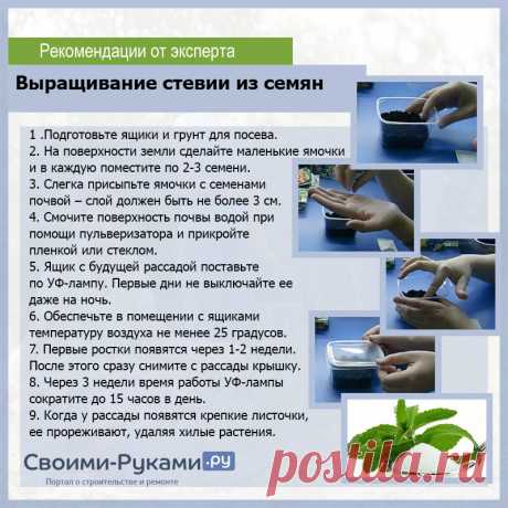 Выращивание стевии в домашних условиях - подробная инструкция