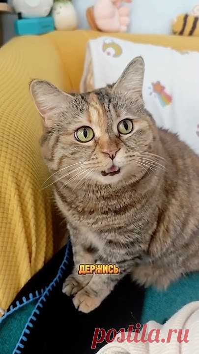 Котику будет не до грусти после острых крылышек🌶️🤣 Поможет наполнитель Felino - арт. WB:98527925🔥