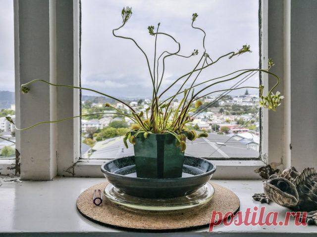 Венерина мухоловка (Dionaea muscipula)